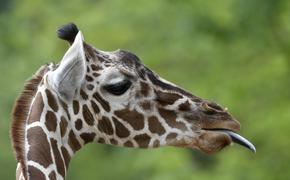 Жираф из зоопарка на Тайване умер от страха на пути к невесте