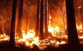 Россия намерена тушить лесные пожары в Португалии