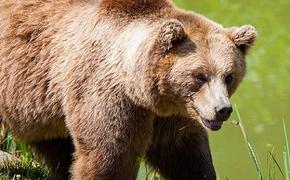 Женщина подверглась нападению гималайского медведя в сафари-парке