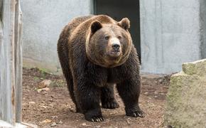В Приморье медведь зашел на территорию детсада «Сказка»