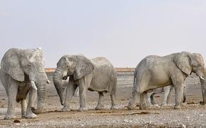 Почтовый поезд сбил на Шри-Ланке сразу четырех слонов