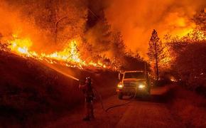 Леса в Португалии поджигал бывший пожарный