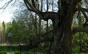В рейтинг самых старых деревьев России вошла сунская липа