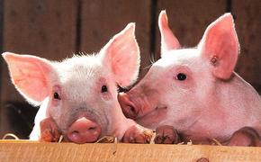 Видео получения мармелада из свиней возмутило пользователей интернета