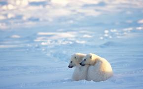 Арктическая медицина получит развитие на федеральном уровне