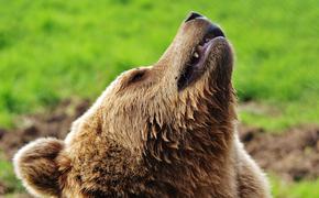 В Кировской области на сборщика ягод напал медведь