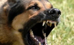 Собаки, принадлежащие жительнице Кирово-Чепецка, загрызли мужчину