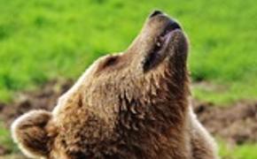 В Кировской области двое грибников испугались медведя и заблудились