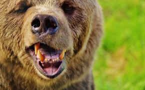 В Сунтарском районе Якутии бурый медведь задрал геолога