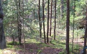 Кировские пенсионеры уходят по грибы и теряются в лесах