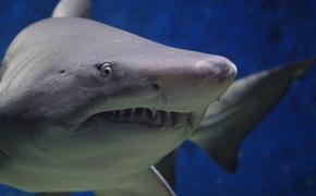 В сети появилось шокирующее видео с дайверами и акулой в Египте