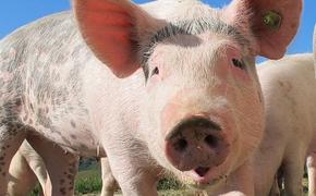 Не приведут ли меры против АЧС к дефициту свинины в Кировской области?