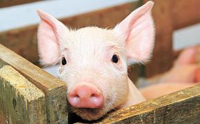 Украинская свинина хочет в Россию