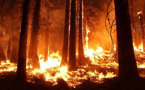 Пожар охватил 90 га территории Байкало-Ленского заповедника