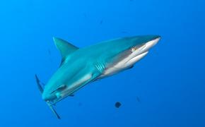 Белая акула едва не растерзала водолаза (ВИДЕО)