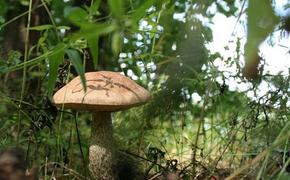 Кировские полицейские вывели из леса семью грибников