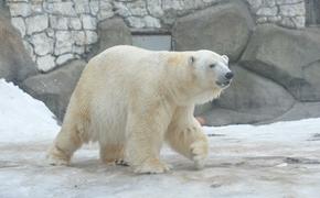 В новосибирском зоопарке белые медведи едят торт из килек (ВИДЕО)