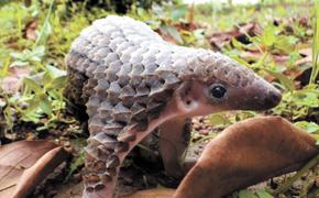 Панголины будут под защитой