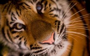Красноярские тигры предсказали, кто станет президентом США