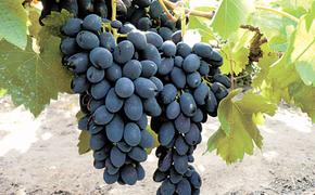 В Краснодаре рекордный урожай винограда