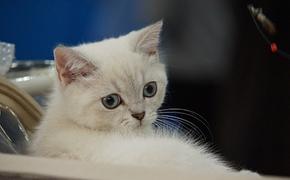 Живодёры в Пензе издевались над котёнком