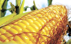 Японцы полюбили нашу кукурузу