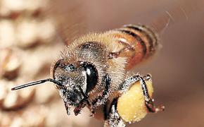 Пчелиные чудеса