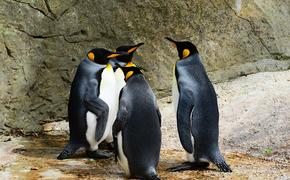 В канадском зоопарке семеро пингвинов утонули от страха
