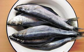 В Охотском море расплодилась жирная селёдка