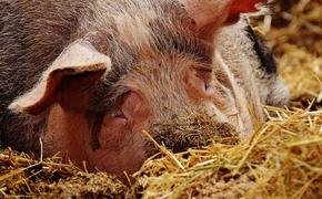 В Крыму вспыхнул новый очаг африканской чумы свиней