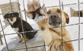 Мэрия Кирова проконтролирует содержание отловленных собак