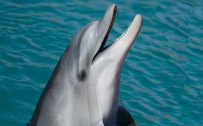 В США выбросило на берег около ста черных дельфинов (ФОТО)