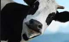 На Южном Урале продажа коровы обернулась уголовным делом