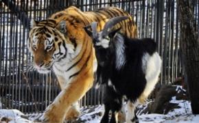 Директор сафари-парка "Тайган" высказался о дружбе козла Тимура и тигра Амура