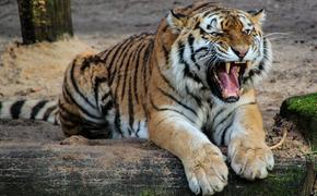 Тигры насмерть загрызли посетителя в китайском зоопарке