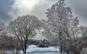 Полицейские нашли в лесу шубу пропавшей москвички Натальи Меламед