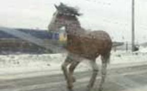 В Челябинск ускакала беглая лошадь