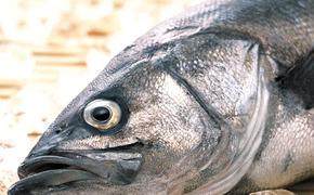 В этом году уловы снова растут