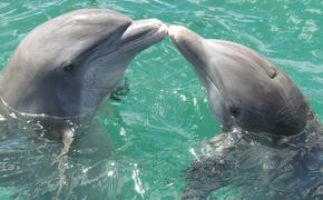 Несколько сотен дельфинов покончили с собой в Новой Зеландии (ВИДЕО)