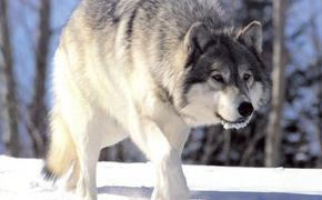 Жители Ленобласти жалуются на нашествие волков