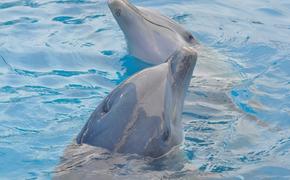 В Новой Зеландии прилив "забрал" с берега более 200 черных дельфинов