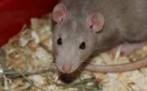 Район Нью-Йорка атакуют крысы, местные власти бьют тревогу