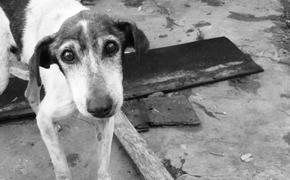 Бездомные собаки в Твери спасли утопающего