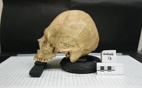 Ученые нашли черепа неизвестных ранее предков человека