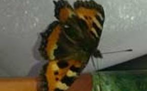 В Челябинской области раньше времени проснулись бабочки