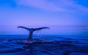 Биологи впервые сняли на видео редчайшего кита на планете (ВИДЕО)