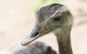 Нелепая смерть: в Калининградском зоопарке страус умер на виду у посетителей