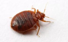 Наша страна освоила новое биооружие