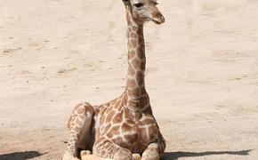 Сотрудники зоопарка США в восторге: у жирафа по кличке Апрель родился малыш