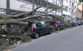 Дерево упало на ребенка в Москве